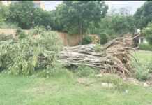 قصر ناز کراچی’ اسٹیٹ گیسٹ ہاوس میں ڈیڑھ سو سال عمر کے بوڑھے برگد کو بچانے کی کوششیں